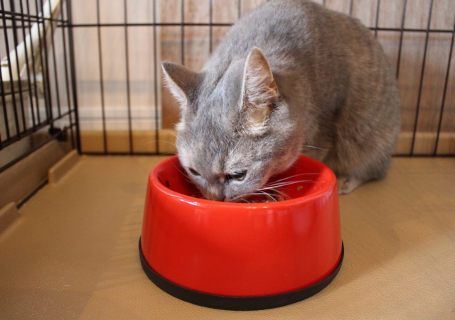 猫ご飯問題