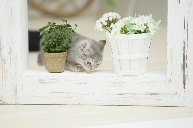 猫が中毒を起こす危険な植物に注意しよう