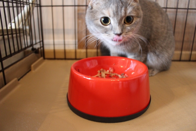 猫はニオイでご飯を食べない？理由や対策方法は？