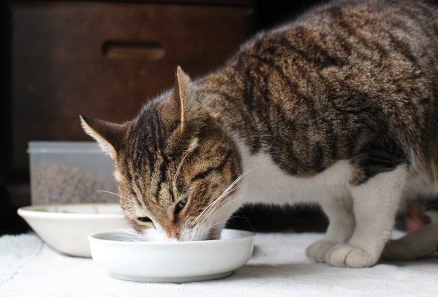 猫のムラ食いには意味がある？|健康を守るために必要なこと