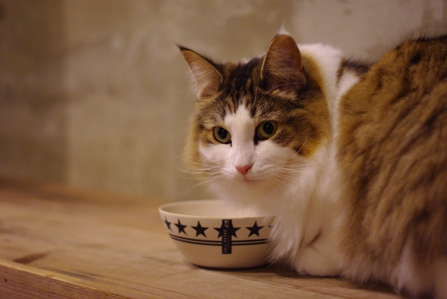 猫の食欲不振、大量に水を飲むときに心配な病気は