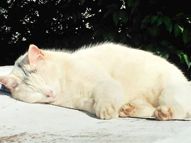 眠るシニア猫
