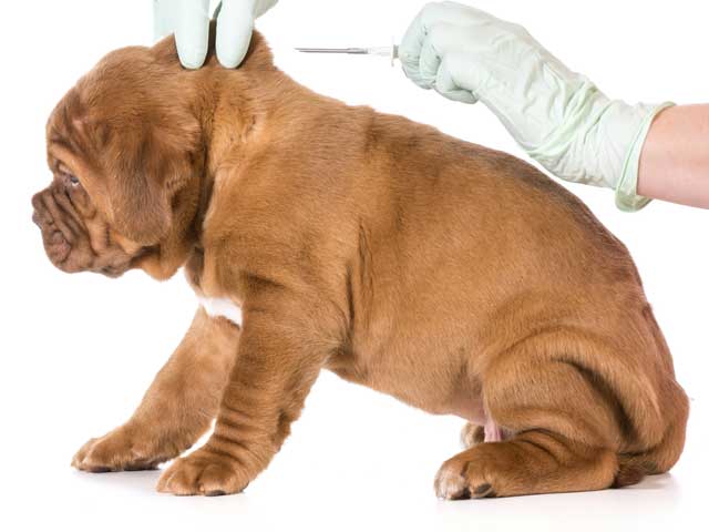 犬の健康ワクチン